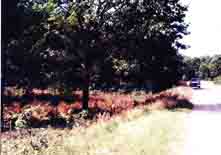 Plate 3. North end of the Reserve, looking west along Spring Street.